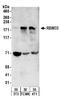 RNA Binding Motif Protein 33 antibody, A303-926A, Bethyl Labs, Western Blot image 