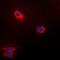Fucosyltransferase 3 (Lewis Blood Group) antibody, orb213954, Biorbyt, Immunofluorescence image 