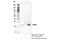 Suppressor Of Cytokine Signaling 1 antibody, 55313S, Cell Signaling Technology, Immunoprecipitation image 