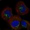 Sorting Nexin 2 antibody, NBP1-89485, Novus Biologicals, Immunofluorescence image 