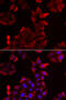 PDZ and LIM domain protein 1 antibody, 22-405, ProSci, Immunofluorescence image 