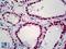 Hmg17 antibody, LS-B5250, Lifespan Biosciences, Immunohistochemistry frozen image 