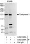 Tankyrase-1 antibody, A302-398A, Bethyl Labs, Immunoprecipitation image 