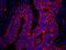 Ribosomal Protein L7a antibody, IHC-00454, Bethyl Labs, Immunohistochemistry frozen image 