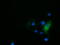 Histone Deacetylase 6 antibody, TA502053, Origene, Immunofluorescence image 