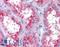 Phosphatidylinositol Binding Clathrin Assembly Protein antibody, LS-B5065, Lifespan Biosciences, Immunohistochemistry frozen image 