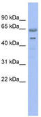 NS antibody, TA344186, Origene, Western Blot image 
