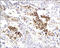 C-Reactive Protein antibody, 250612, Abbiotec, Immunohistochemistry paraffin image 