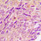 Cytochrome P450 Family 2 Subfamily U Member 1 antibody, LS-C353611, Lifespan Biosciences, Immunohistochemistry paraffin image 