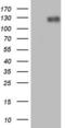 Phosphatidate phosphatase LPIN1 antibody, LS-C798291, Lifespan Biosciences, Western Blot image 