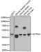 Actin Related Protein 1A antibody, A6515, ABclonal Technology, Western Blot image 