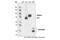 FLAG antibody, 2368S, Cell Signaling Technology, Western Blot image 