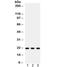 Syndecan 4 antibody, R32064, NSJ Bioreagents, Western Blot image 
