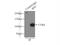 RB Transcriptional Corepressor 1 antibody, 10048-2-Ig, Proteintech Group, Immunoprecipitation image 