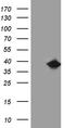 Family With Sequence Similarity 151 Member B antibody, LS-C800021, Lifespan Biosciences, Western Blot image 