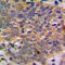 Akt antibody, LS-C351798, Lifespan Biosciences, Immunohistochemistry frozen image 