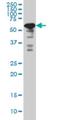 YY1 Transcription Factor antibody, H00007528-M04, Novus Biologicals, Western Blot image 