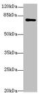 Lipase Maturation Factor 2 antibody, A62878-100, Epigentek, Western Blot image 