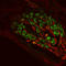 Zic Family Member 3 antibody, orb178856, Biorbyt, Immunofluorescence image 