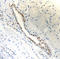 Paired Box 2 antibody, 901002, BioLegend, Immunohistochemistry frozen image 