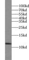 Ubiquitin Like 3 antibody, FNab09198, FineTest, Western Blot image 