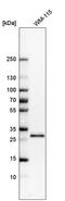 STARD3 N-Terminal Like antibody, HPA019204, Atlas Antibodies, Western Blot image 