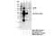 Glutamate Ionotropic Receptor NMDA Type Subunit 1 antibody, 5704S, Cell Signaling Technology, Immunoprecipitation image 
