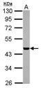 Casein Kinase 1 Alpha 1 Like antibody, GTX105584, GeneTex, Western Blot image 