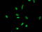 Leukocyte Receptor Cluster Member 1 antibody, M13518, Boster Biological Technology, Immunofluorescence image 