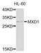 MAX Dimerization Protein 1 antibody, MBS129378, MyBioSource, Western Blot image 