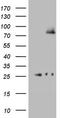 Ald antibody, LS-C336805, Lifespan Biosciences, Western Blot image 