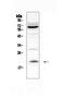 Interleukin 13 antibody, A00077, Boster Biological Technology, Western Blot image 