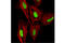 Histone Deacetylase 1 antibody, 34589S, Cell Signaling Technology, Immunocytochemistry image 
