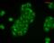 Calnexin antibody, PA5-77839, Invitrogen Antibodies, Immunofluorescence image 