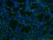 BAALC Binder Of MAP3K1 And KLF4 antibody, 24997-1-AP, Proteintech Group, Immunofluorescence image 