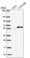 Praja Ring Finger Ubiquitin Ligase 2 antibody, HPA057636, Atlas Antibodies, Western Blot image 