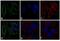 Mouse IgG antibody, A-31561, Invitrogen Antibodies, Immunofluorescence image 