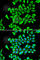 Lipocalin 2 antibody, A2092, ABclonal Technology, Immunofluorescence image 