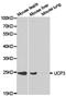Uncoupling Protein 3 antibody, TA327066, Origene, Western Blot image 