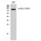 PKC antibody, LS-C380817, Lifespan Biosciences, Western Blot image 