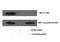Dual Specificity Phosphatase 1 antibody, STJ94137, St John