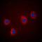 Vav Guanine Nucleotide Exchange Factor 2 antibody, orb315740, Biorbyt, Immunofluorescence image 