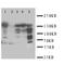 X-Ray Repair Cross Complementing 3 antibody, orb76211, Biorbyt, Western Blot image 