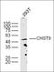 Carbohydrate Sulfotransferase 9 antibody, orb182629, Biorbyt, Western Blot image 