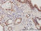Proteasome Activator Subunit 2 antibody, LS-C133069, Lifespan Biosciences, Immunohistochemistry frozen image 