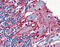 Myelin Basic Protein antibody, 49-043, ProSci, Immunohistochemistry paraffin image 