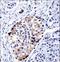 Vesicle Associated Membrane Protein 3 antibody, LS-C160496, Lifespan Biosciences, Immunohistochemistry frozen image 