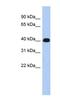 Ermin antibody, NBP1-56953, Novus Biologicals, Western Blot image 
