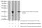 Luciferase antibody, 27986-1-AP, Proteintech Group, Western Blot image 