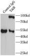 Neurotrophic Receptor Tyrosine Kinase 2 antibody, FNab09002, FineTest, Immunoprecipitation image 